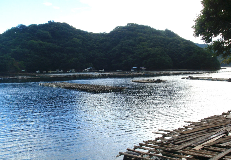 愛媛県宇和島市の真珠養殖場　その2